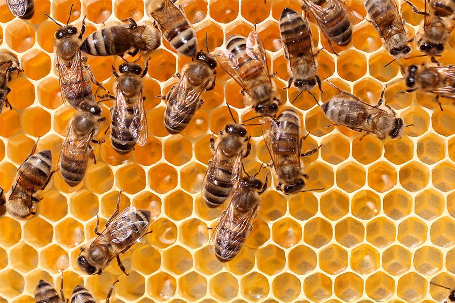 Information direct from the beehive to the beekeeper - all via ...