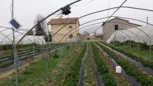 Greenhouse