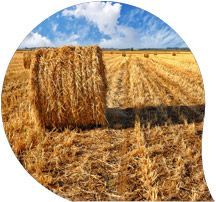 Agriculture. Field after harvest with bail of straw.